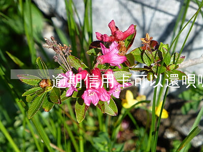 逾期信用卡可以還唄嗎