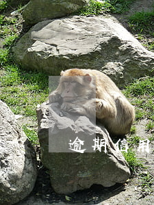 逾期信用卡多久會封卡