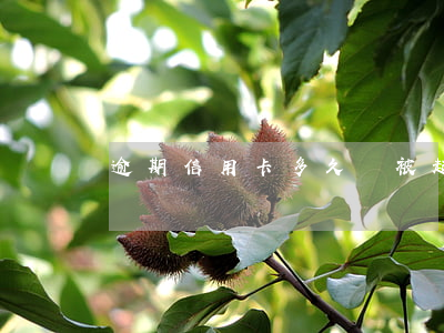 逾期信用卡多久會被起訴(信用卡逾期會起訴嗎)