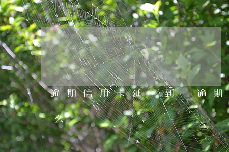 逾期信用卡延遲到賬(逾期信用卡延遲到賬怎么辦)