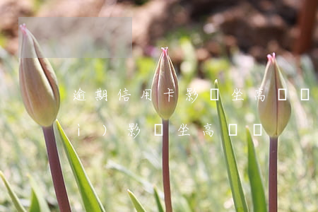 逾期信用卡影響坐高鐵嗎(征信逾期會(huì)影響坐高鐵嗎)