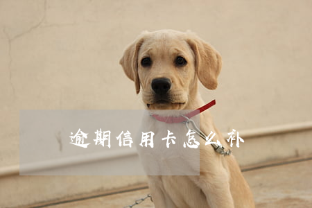 逾期信用卡怎么补