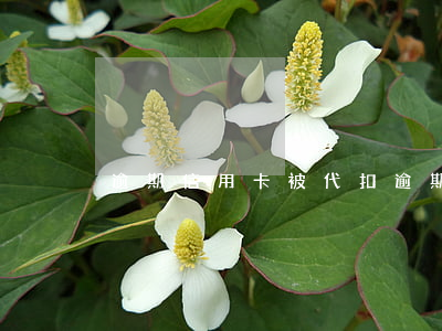 逾期信用卡被代扣(逾期信用卡被代扣)