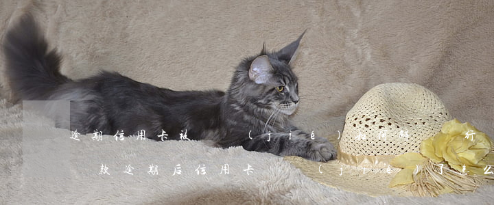 逾期信用卡被凍結(jié)如何解凍(銀行貸款逾期后信用卡凍結(jié)了怎么辦)