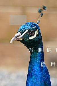 逾期信用卡被鎖定-工商銀行卡全部鎖定因為信用卡逾期