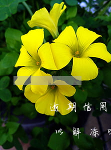 逾期 信用卡解冻吗(因为逾期冻结的信用卡可以解冻吗)