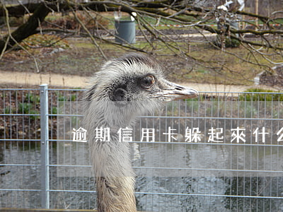 逾期信用卡躲起來(什么叫信用卡逾期了)