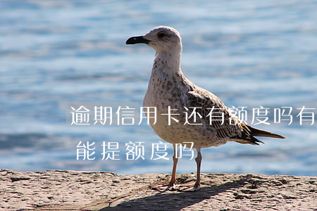 逾期信用卡还有额度吗(有过逾期的信用卡还能提额度吗)