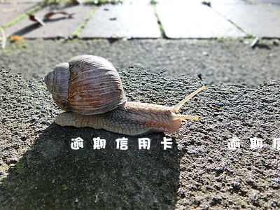 逾期信用卡違約(逾期信用卡違約后果)