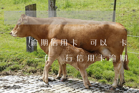 逾期信用卡還可以辦卡儲(chǔ)蓄卡嗎-在銀行信用卡逾期,還能不能辦理儲(chǔ)蓄卡