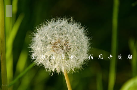 逾期信用查詢（信用卡逾期核查資料）
