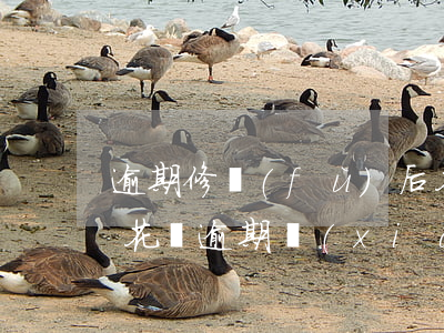 逾期修復(fù)后花唄能恢復(fù)嗎(花唄逾期現(xiàn)在不能用了,能恢復(fù)正常使用嗎)