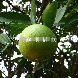 逾期借款利息訴訟時(shí)效