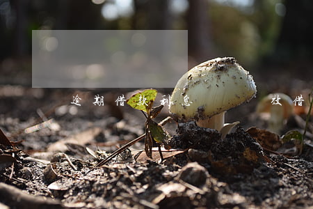 逾期借款利息訴訟時效（借貸人逾期訴訟時效）