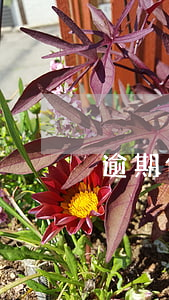 逾期借款利息 逾期借款利息怎么算