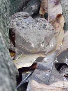 逾期?？ǘ嗑媚苤匦律暾埿庞每?逾期還清多久可以申請信用卡)