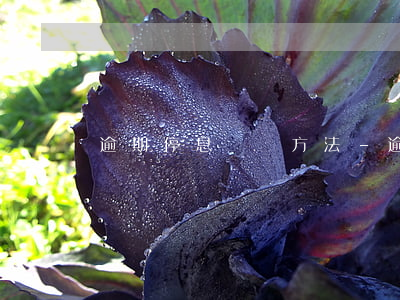 逾期停息掛賬方法-逾期停息掛賬方法網貸