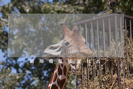 逾期備案號是什么