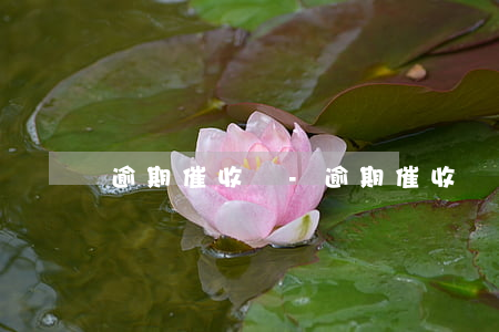 逾期催收員-逾期催收員