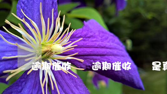 逾期催收專員(逾期催收專員是真的嗎)