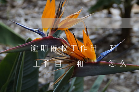 逾期催收工作目標和計劃怎么寫-逾期催收工作目標和計劃怎么寫啊