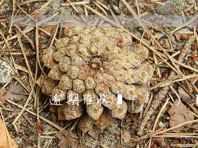 逾期催收計(jì)劃（逾期信用卡催收方案）