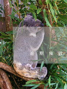 逾期催收追償以及打包起訴(被催收威脅起訴)