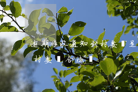 逾期催收通知到村委會是否合法-催收通知村委會合法嗎