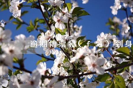 逾期傳票發(fā)到身份證住址有效嗎-