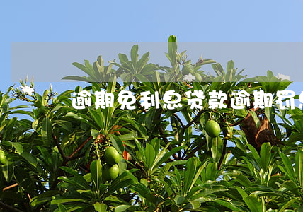 逾期免利息 贷款逾期罚息能免吗?