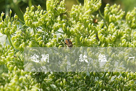 逾期兩個貸款還能貸嗎(一兩次逾期能房貸嗎)