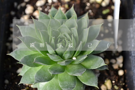 逾期兩天被罵(已經(jīng)逾期了)