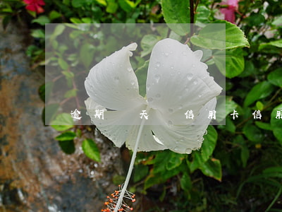 逾期兩天還信用卡（信用卡逾期銀行讓兩個小時還）