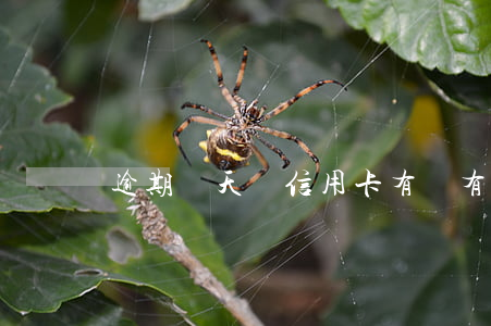 逾期兩天還信用卡有沒有影響征信