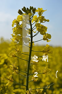 逾期兩年后可以貸款嗎(5年內(nèi)有2個(gè)月逾期會(huì)影響貸款嗎)
