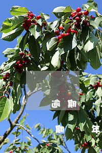 逾期兩年的信用卡還了還可以用嗎（信用卡逾期兩年多了還可以借嗎）