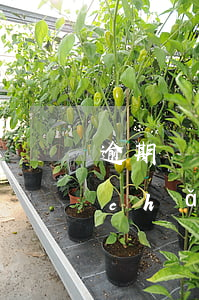 逾期兩月法院直接來(lái)查封房產(chǎn)(房貸逾期法院查封房子還能住嗎)
