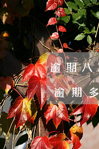 逾期八次可以做抵押貸款(房屋二次抵押貸款逾期多久會(huì)被起訴)