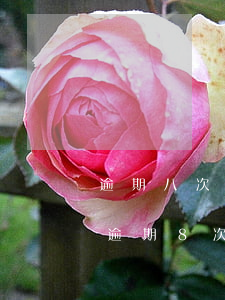 逾期八次可以貸款嗎(前兩年有過(guò)逾期8次現(xiàn)在可以在銀行貸款嗎)