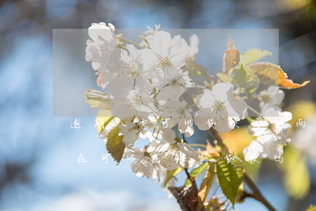 逾期八次可以贷款吗(前两年有过逾期8次现在可以在银行贷款吗)
