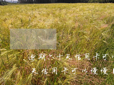 逾期六十天信用卡可以慢慢還嗎-逾期六十天信用卡可以慢慢還嗎