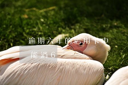 逾期六年的信用卡（中國銀行信用卡逾期多久能消6）