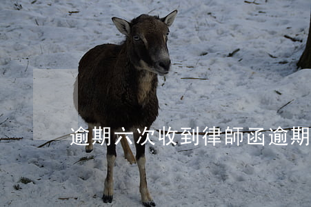 逾期六次收到律師函(逾期收到律師通知)