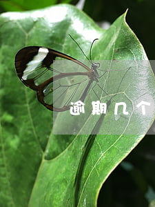 逾期几个月会发律师函(逾期收到律师通知)
