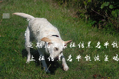 逾期几次上征信黑名单能恢复吗-逾期几次上征信黑名单能恢复吗知乎