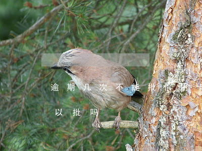 逾期几次不能批信用卡 征信有逾期信用卡可以批吗