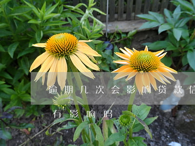 逾期几次会影响贷款(信用卡逾期几次对贷款有影响吗)