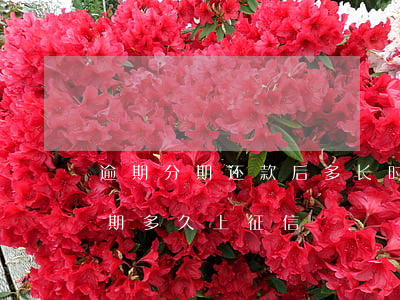 逾期分期还款后多长时间征信变白-分期逾期多久上征信