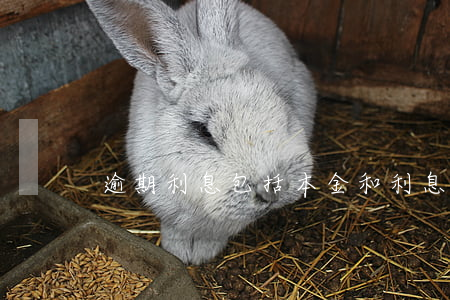 逾期利息包括本金和利息嗎