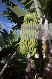 逾期利息跟違約金能同時約定嗎-